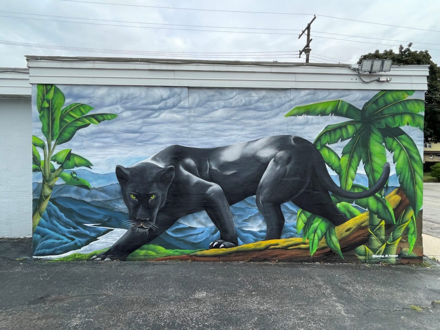 A mural of a black bear on the side of a building.